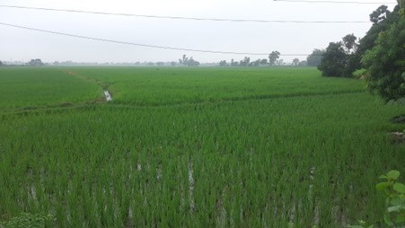 Image of https://mayorsap.com/storage/photos/10/khet dhan.jpg